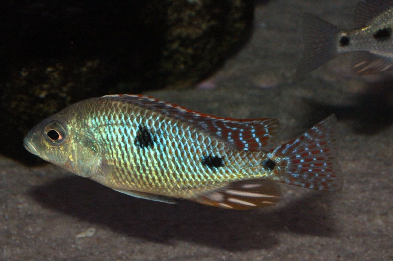 Otopharynx tetrastigma